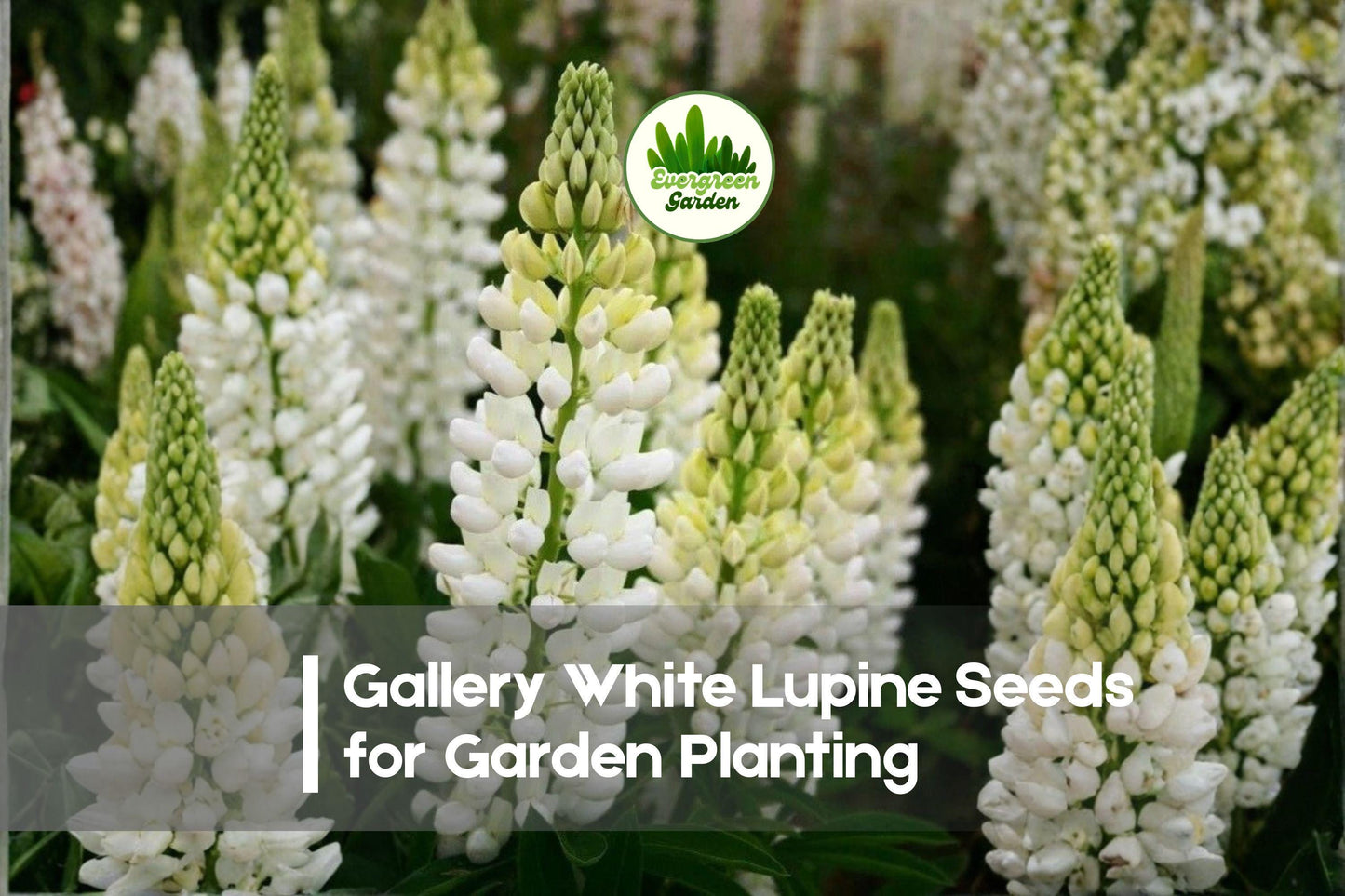 25+ Gallery White Lupine Seeds - Perennial White Flowering Plant, Lupinus polyphyllus, Dwarf Compact, Butterfly & Bee Attractant