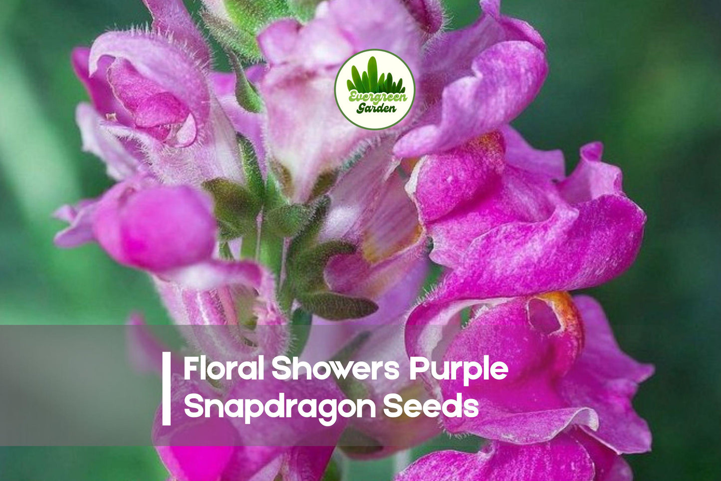 1000+ Floral Showers Purple Snapdragon Seeds - Antirrhinum majus, Deep Purple, Dwarf Annual for Garden Beds & Containers