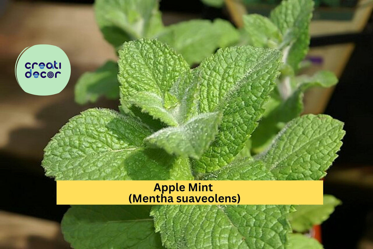 Apple Mint Cuttings – Mentha suaveolens – 10 Fresh Woolly Mint Stems for Herb Gardens, Culinary & Fragrant Garden Herb