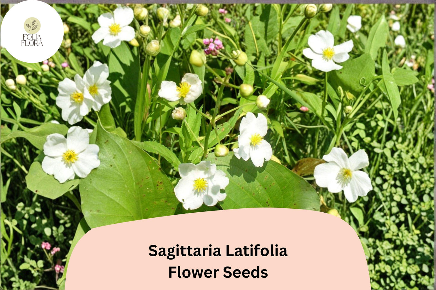 500 Sagittaria latifolia Seeds | Broadleaf Arrowhead Wildflower for Ponds & Wetlands | Native Aquatic Plant