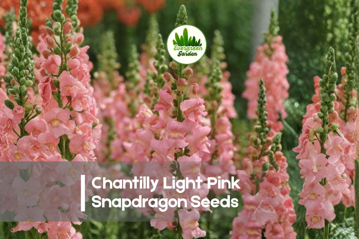 1000+ Chantilly Light Pink Snapdragon Seeds | Soft Pink Blooms | Antirrhinum majus | Garden Borders & Cut Flowers