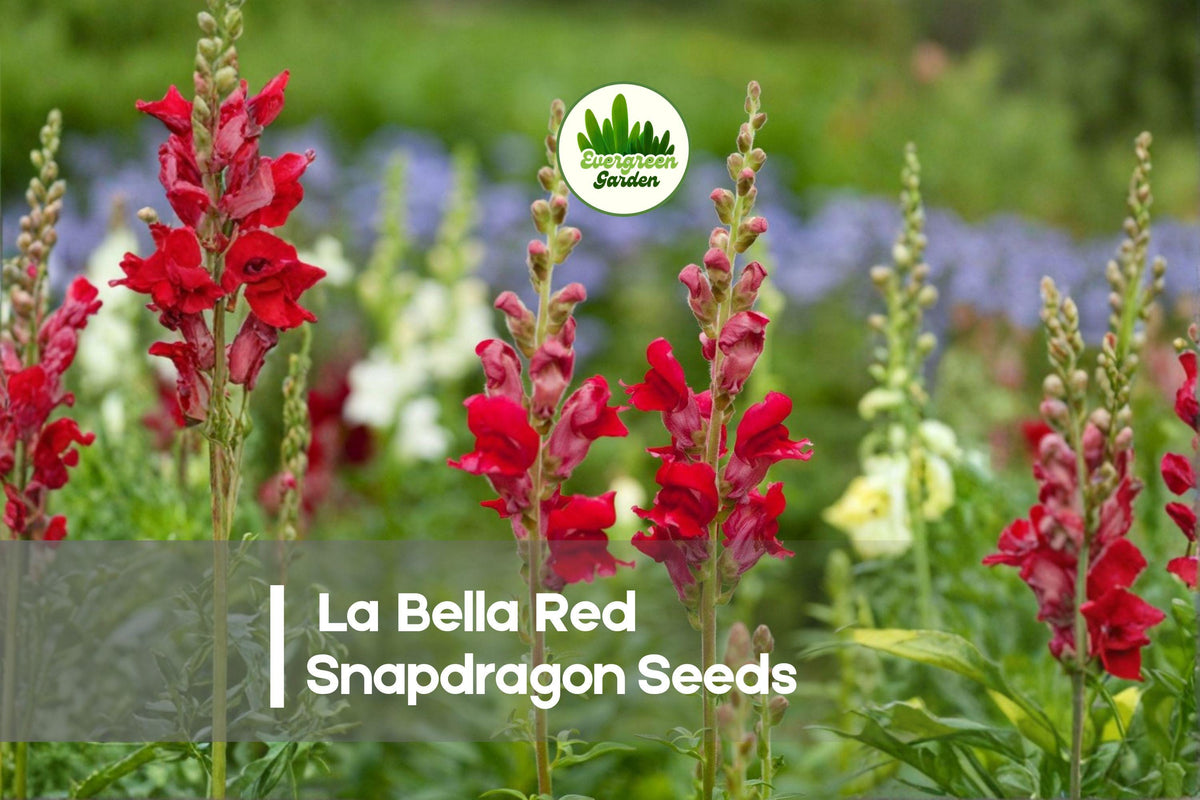 1000+ La Bella Red Snapdragon Seeds, Bright Red Annual Flowers for Borders, Beds & Cut Flowers, Antirrhinum majus