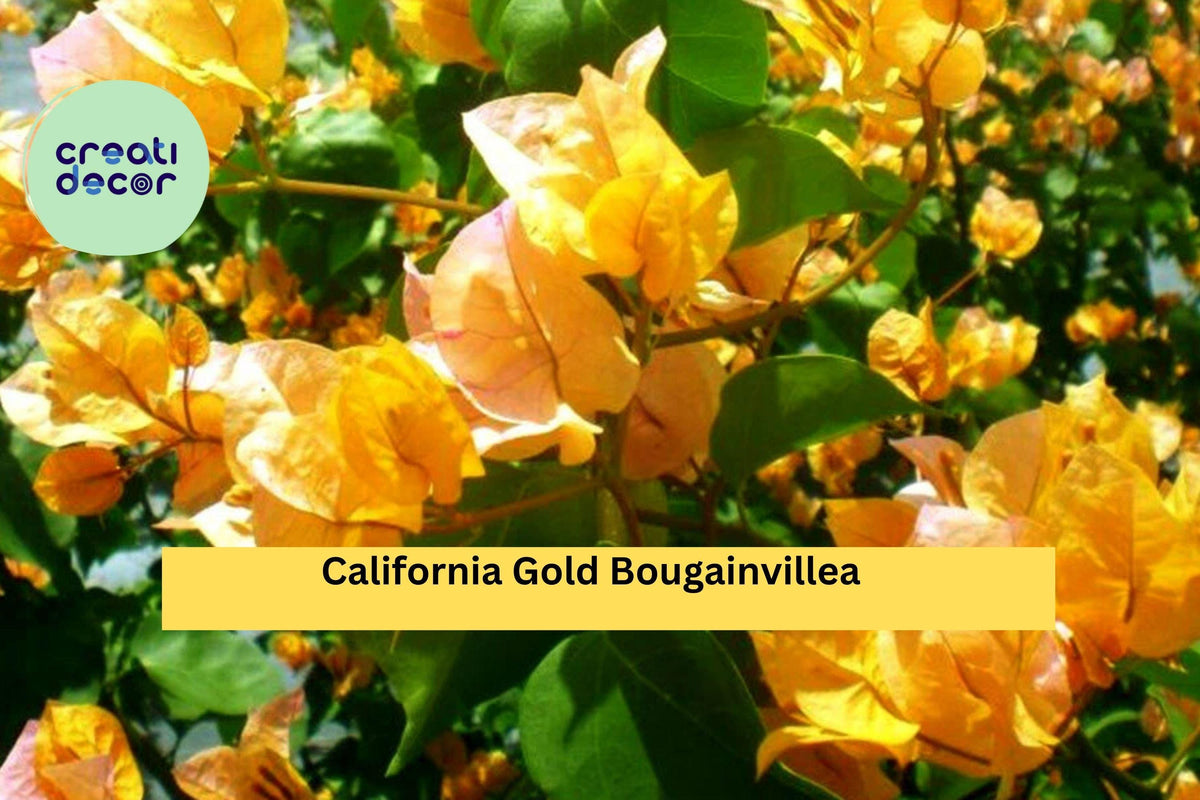 California Gold Bougainvillea Starter Plant – Well Rooted Plug, Bougainvillea glabra ‘California Gold’, Vibrant Golden Bracts, Drought Tolerant Tropical Vine