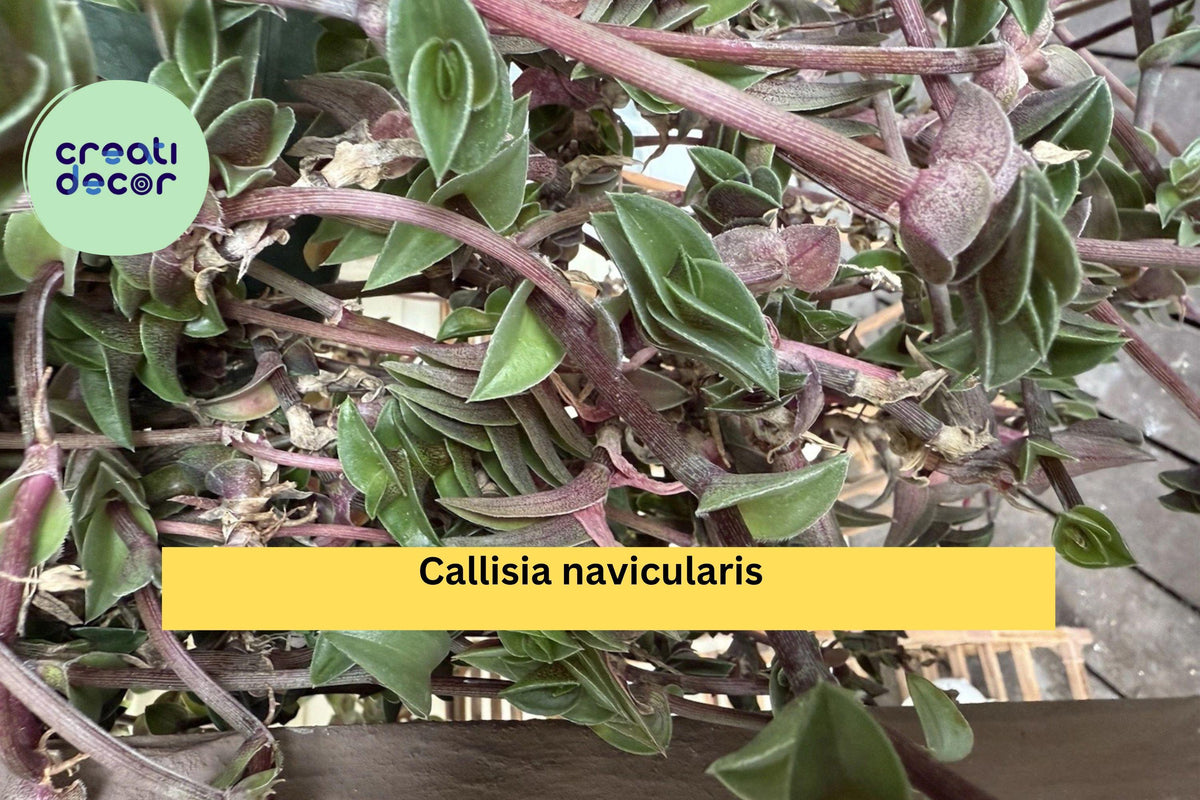 Callisia navicularis Live Cutting – Semi-Rooted Succulent Vine with Pink Flowers for Indoor & Rock Gardens
