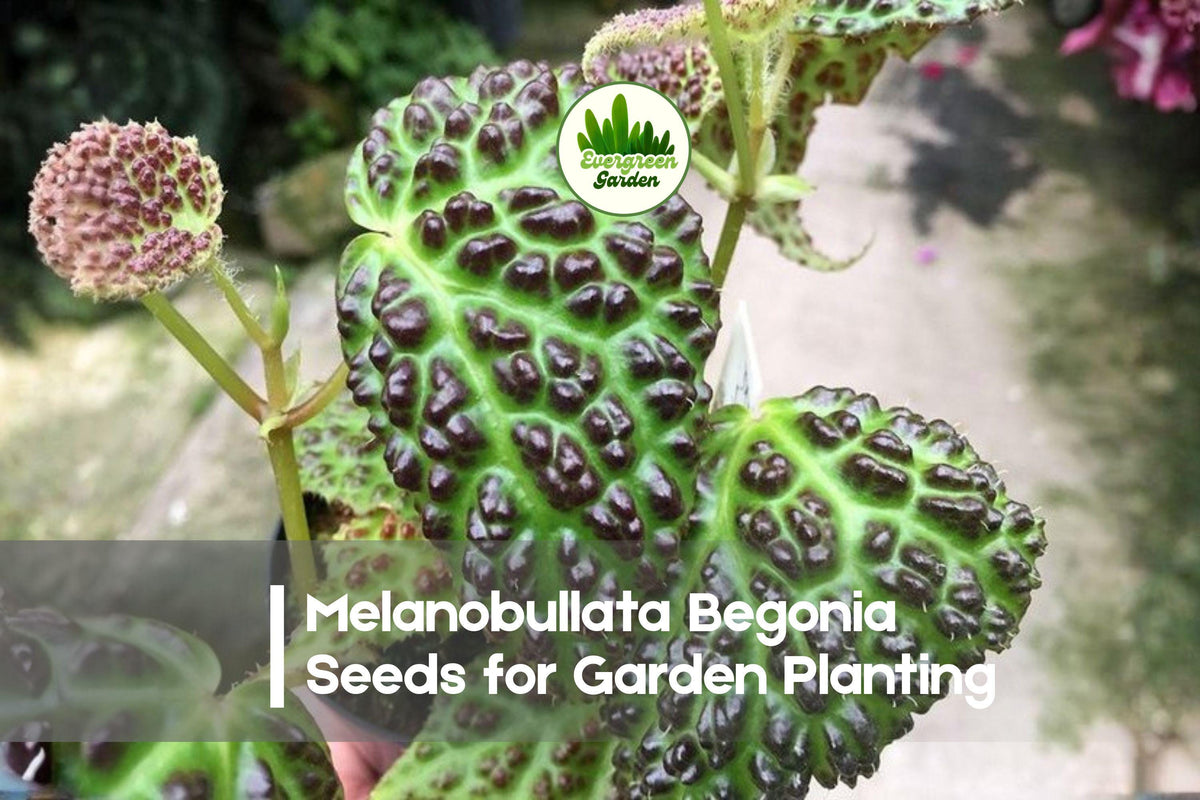 25+ Melanobullata Begonia Seeds – Exotic Bubble-Textured Foliage, Shade Tolerant, Indoor & Terrarium Plant, Begonia melanobullata
