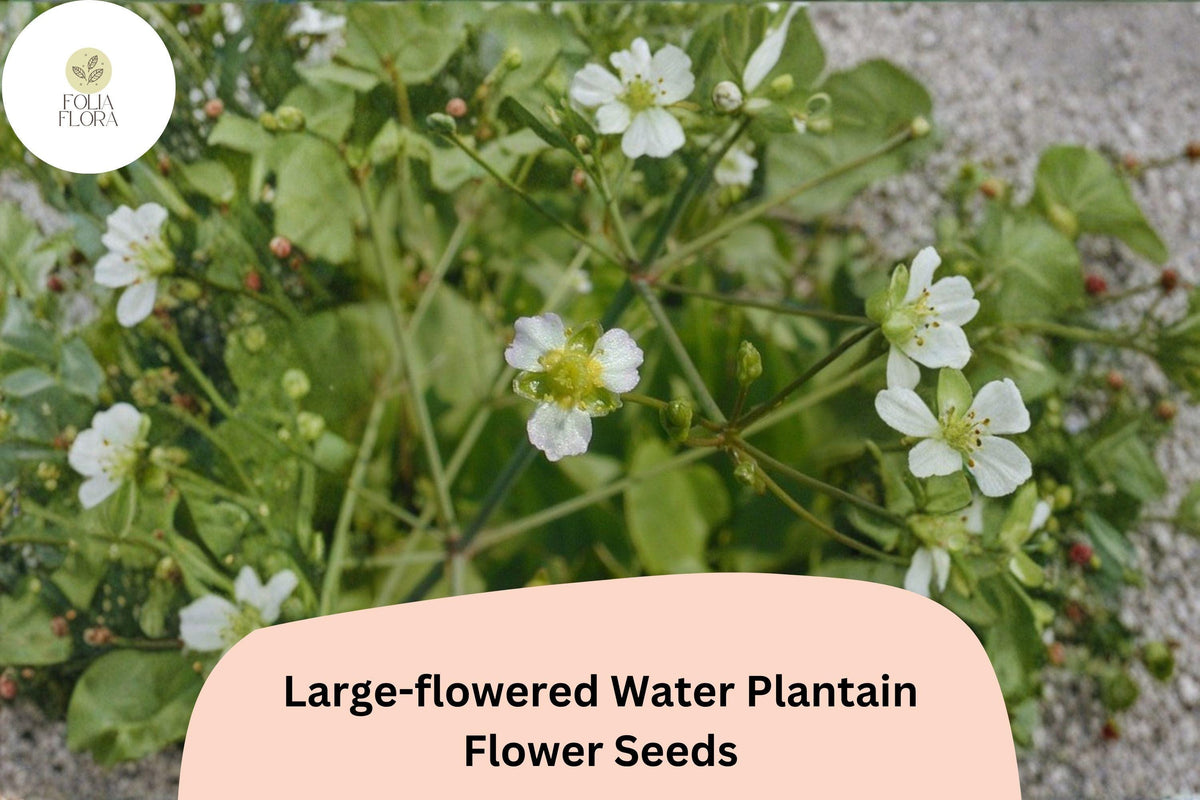 Large-Flowered Water Plantain Seeds | Alisma subcordatum | Native Aquatic Wildflower for Ponds & Wetlands