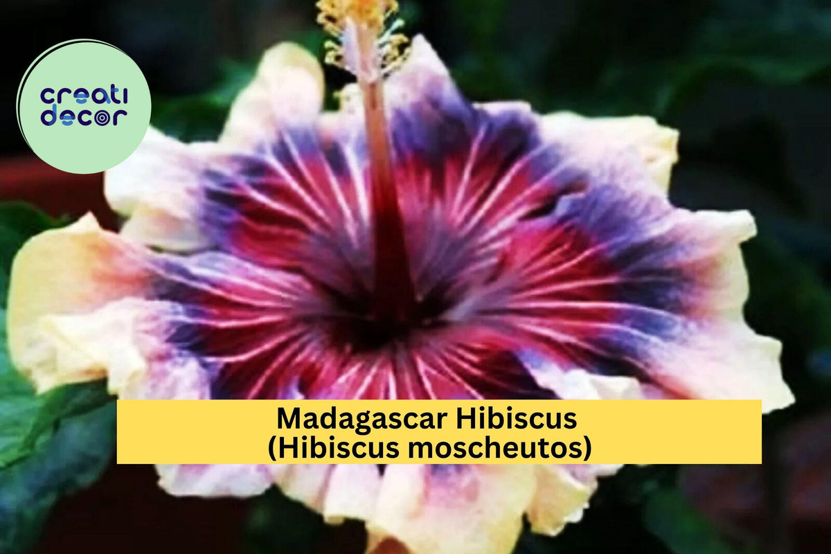 Madagascar Hibiscus Plant – Live Starter Mallow – Hibiscus moscheutos – Large Tropical Blooms, Hardy Perennial for Gardens and Pondsides