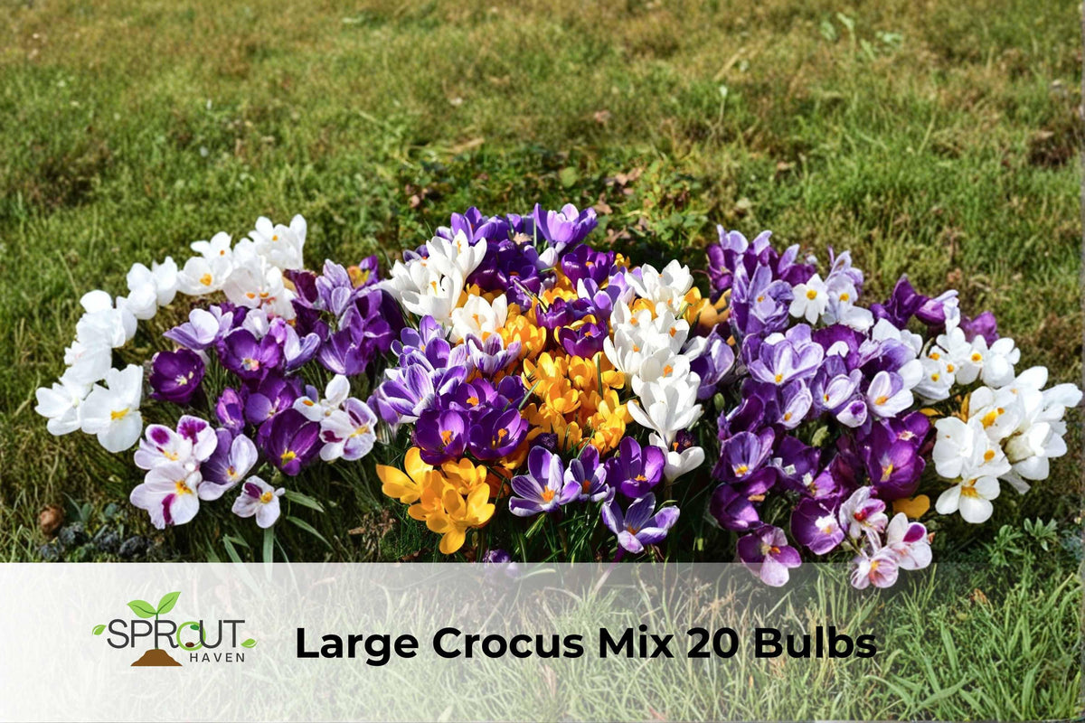 Large Crocus Mix Bulbs – Fall Blooming, Hardy Perennial Flowers, Crocus Species, 20 Bulbs