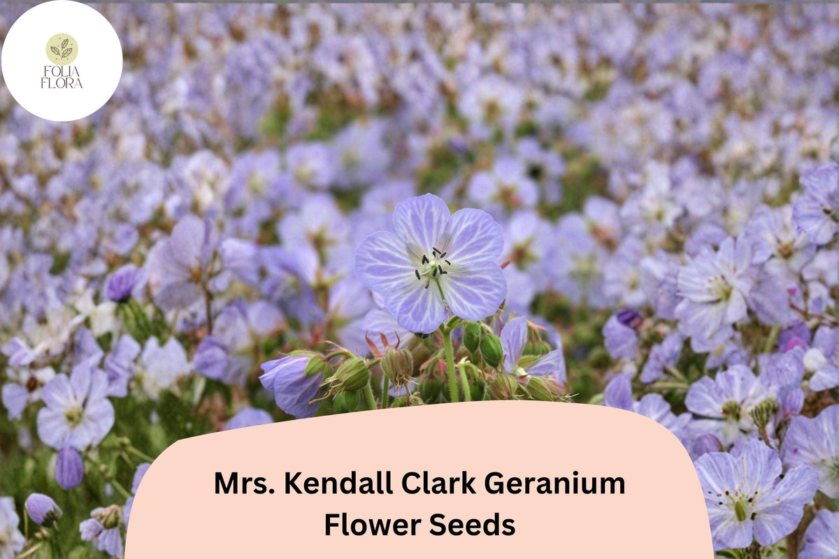 25+ Mrs. Kendall Clark Geranium Seeds | Perennial Purple Flowering Plant | Geranium pratense 'Mrs. Kendall Clark'
