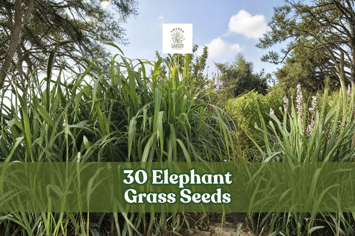 Elephant Grass Seeds - Pennisetum purpureum - Tall Ornamental Grass for Privacy Screens & Landscaping - 30 Seeds