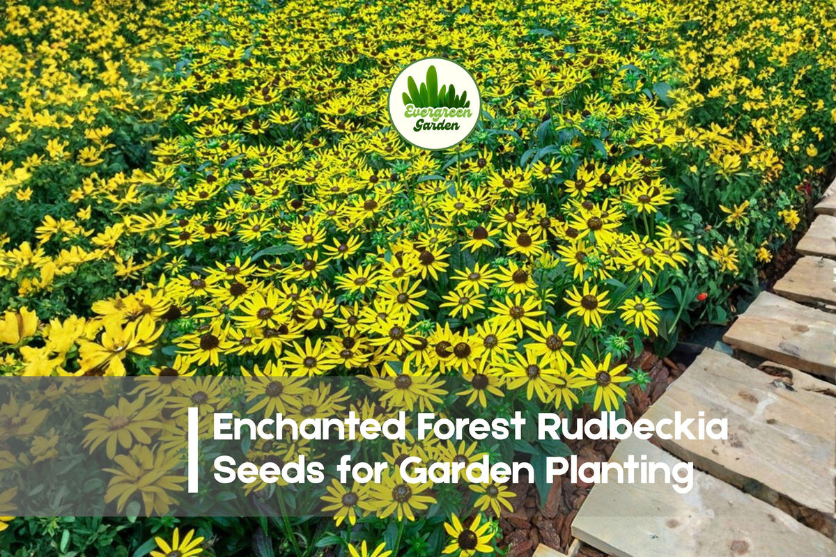 200+ Enchanted Forest Rudbeckia Seeds - Mixed Color Black-Eyed Susan, Perennial, Butterfly & Pollinator Attracting, Easy to Grow