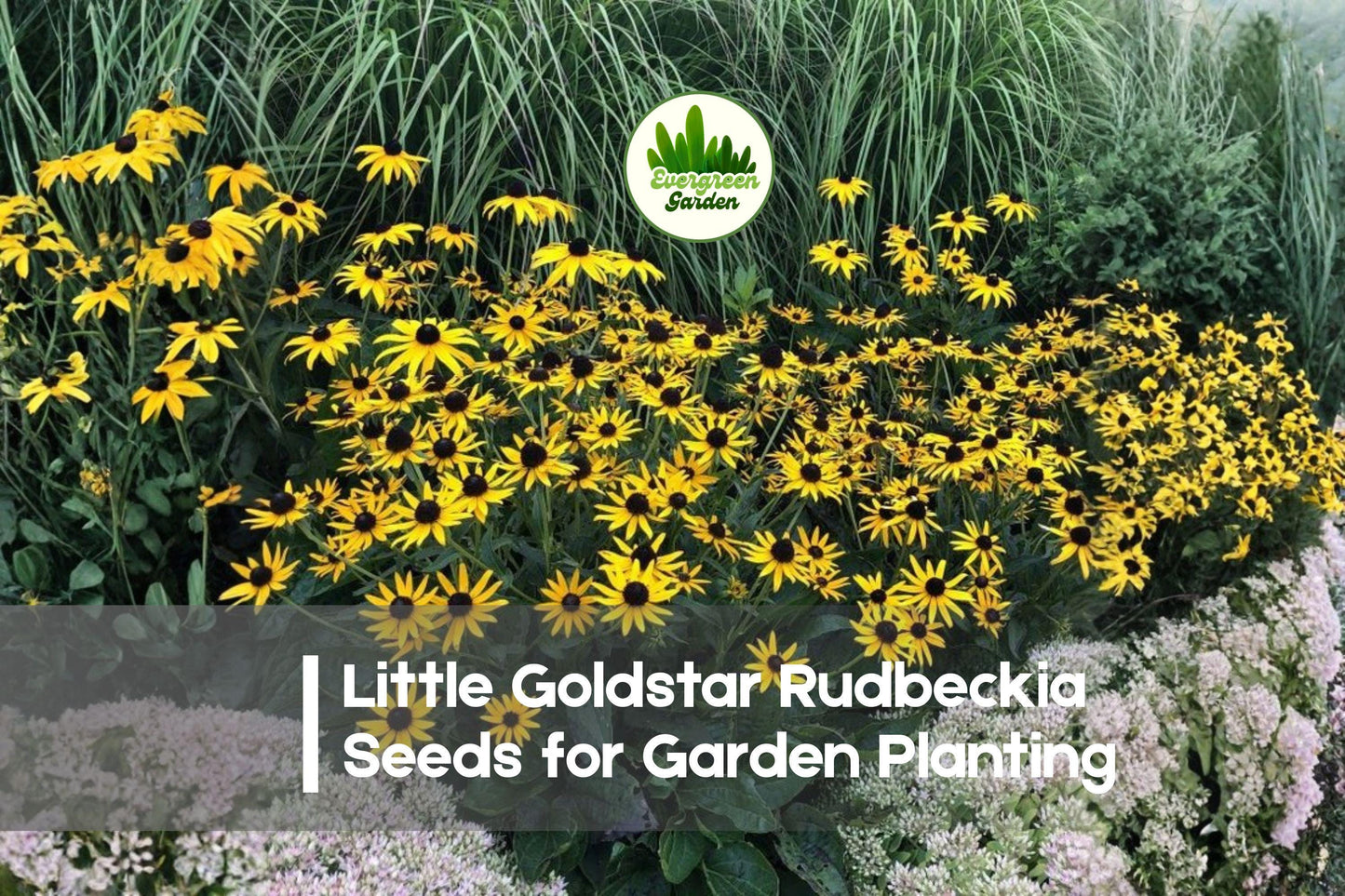 200+ Little Goldstar Rudbeckia Seeds - Dwarf Perennial, Golden Yellow Flowers, Rudbeckia fulgida, Butterfly & Bee Attractant