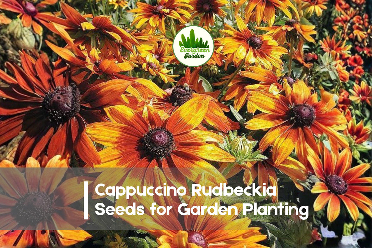 200+ Cappuccino Rudbeckia Seeds - Golden Yellow & Mahogany Red Blooms, Pollinator-Friendly, Drought-Tolerant, Rudbeckia hirta