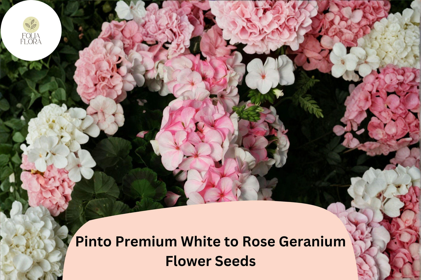 25+ Pinto White to Rose Geranium Seeds | Perennial Pelargonium × hortorum ‘Pinto Premium White to Rose’ for Borders & Containers