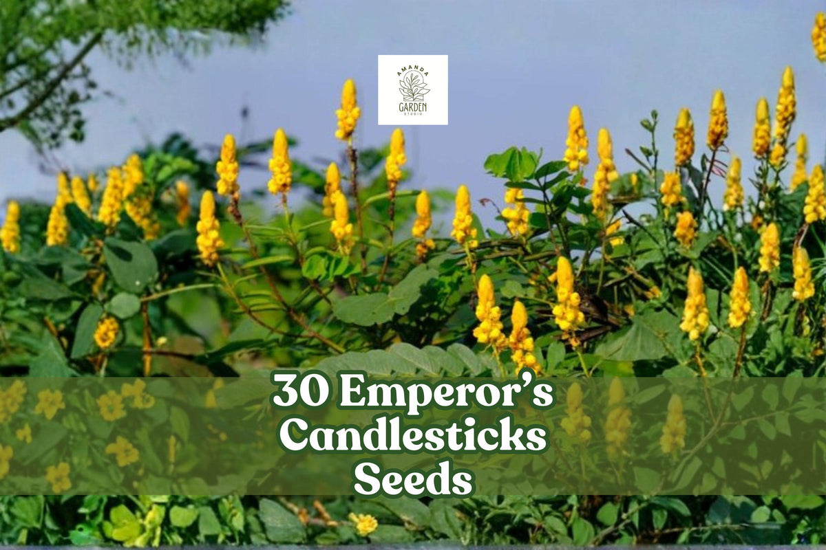 Emperor’s Candlesticks Seeds Senna alata Tropical Yellow Flowering Shrub 30 Non-GMO