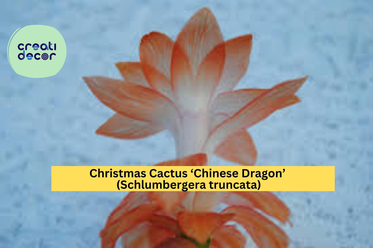Christmas Cactus ‘Chinese Dragon’ Starter Plant – Schlumbergera truncata – Colorful Winter-Blooming Succulent for Indoors or Patio