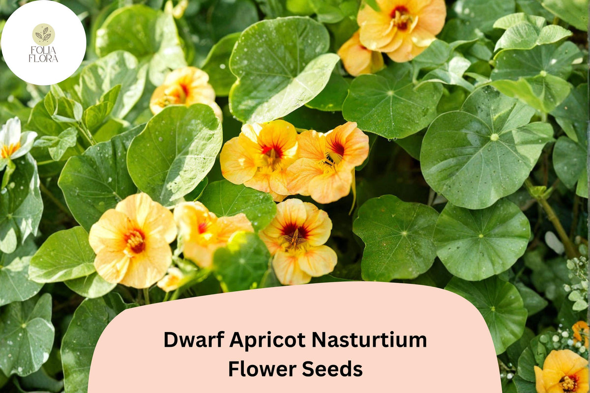 Dwarf Apricot Nasturtium Seeds | Tropaeolum majus | Soft Peach-Orange Blooms | Compact Annual for Borders & Containers
