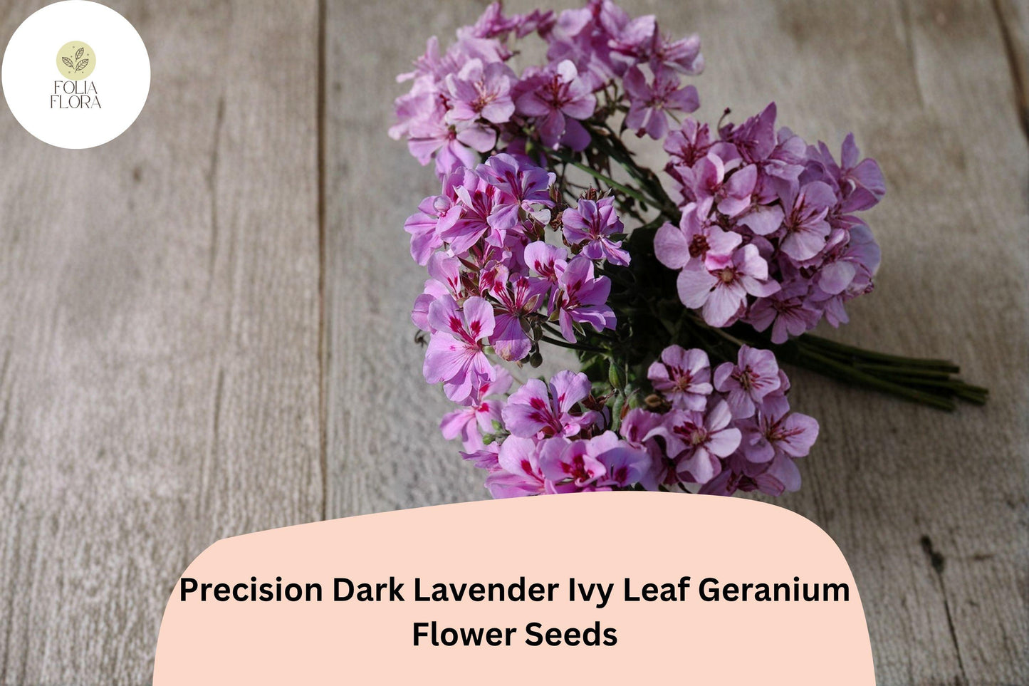 Trailing Geranium Seeds | Dark Lavender Ivy Leaf Pelargonium peltatum | 25+ Seeds for Hanging Baskets & Gardens
