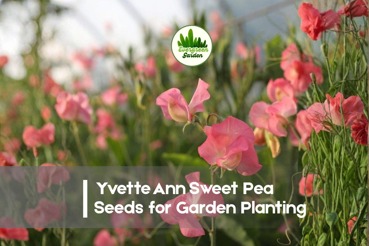 Yvette Ann Sweet Pea Seeds, Fragrant Blush Pink Climbing Flower, Lathyrus odoratus, Cottage Garden, 50+ Seeds