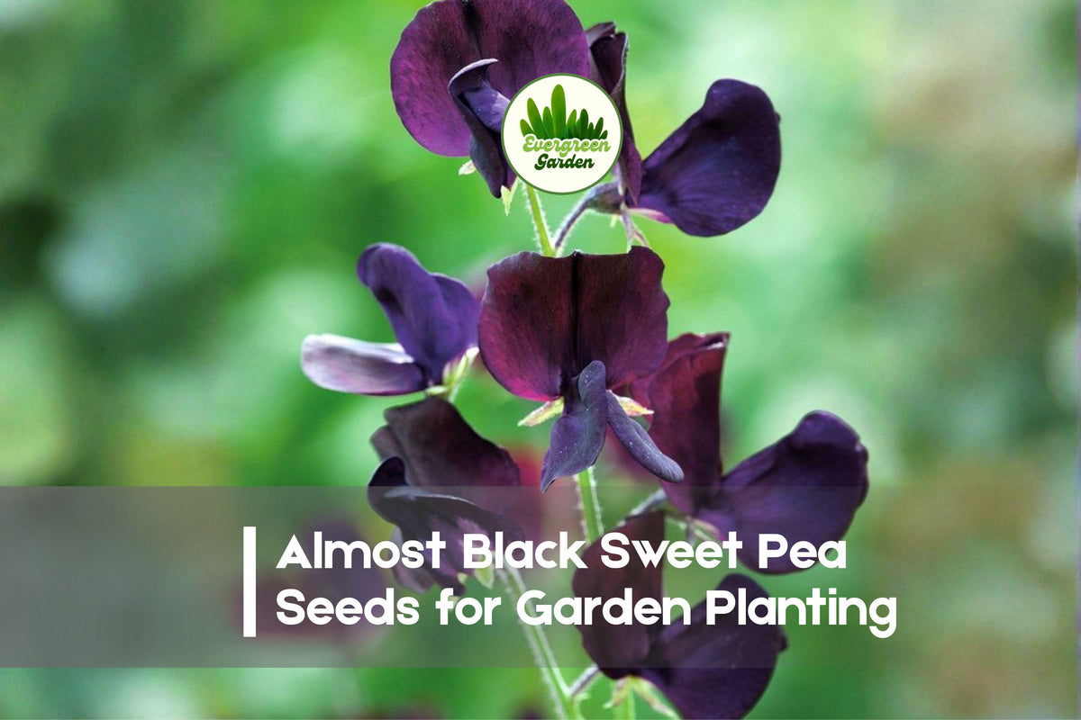 Almost Black Sweet Pea Seeds, Climbing Flower, Deep Burgundy, Lathyrus odoratus, 50+ Seeds