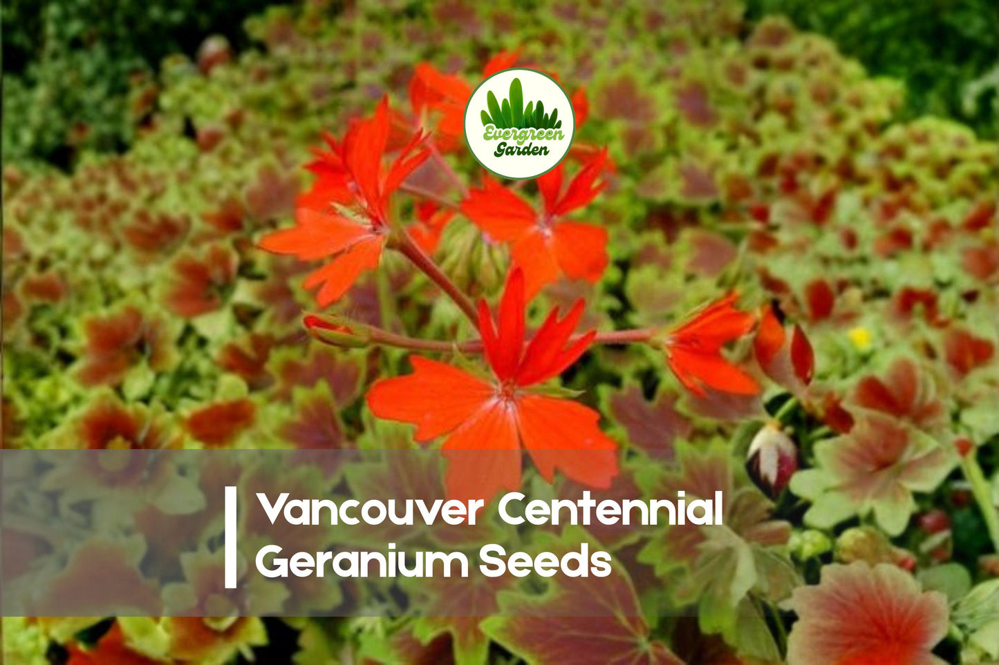 Vancouver Centennial Geranium Seeds – Pelargonium x hortorum – Bronze-Red Foliage & Scarlet Flowers – 25+ Pack