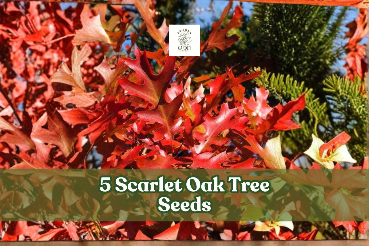 Scarlet Oak Tree Seeds – Quercus coccinea – Fall Foliage Red Shade Tree for Landscaping & Garden Planting