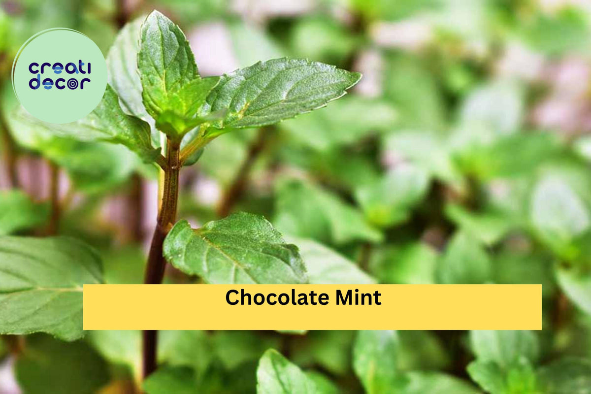 Chocolate Mint Live Roots – 4 Starter Plants, Mentha × piperita ‘Chocolate’, Fragrant Perennial Herb for Pots & Garden Zones 5–9