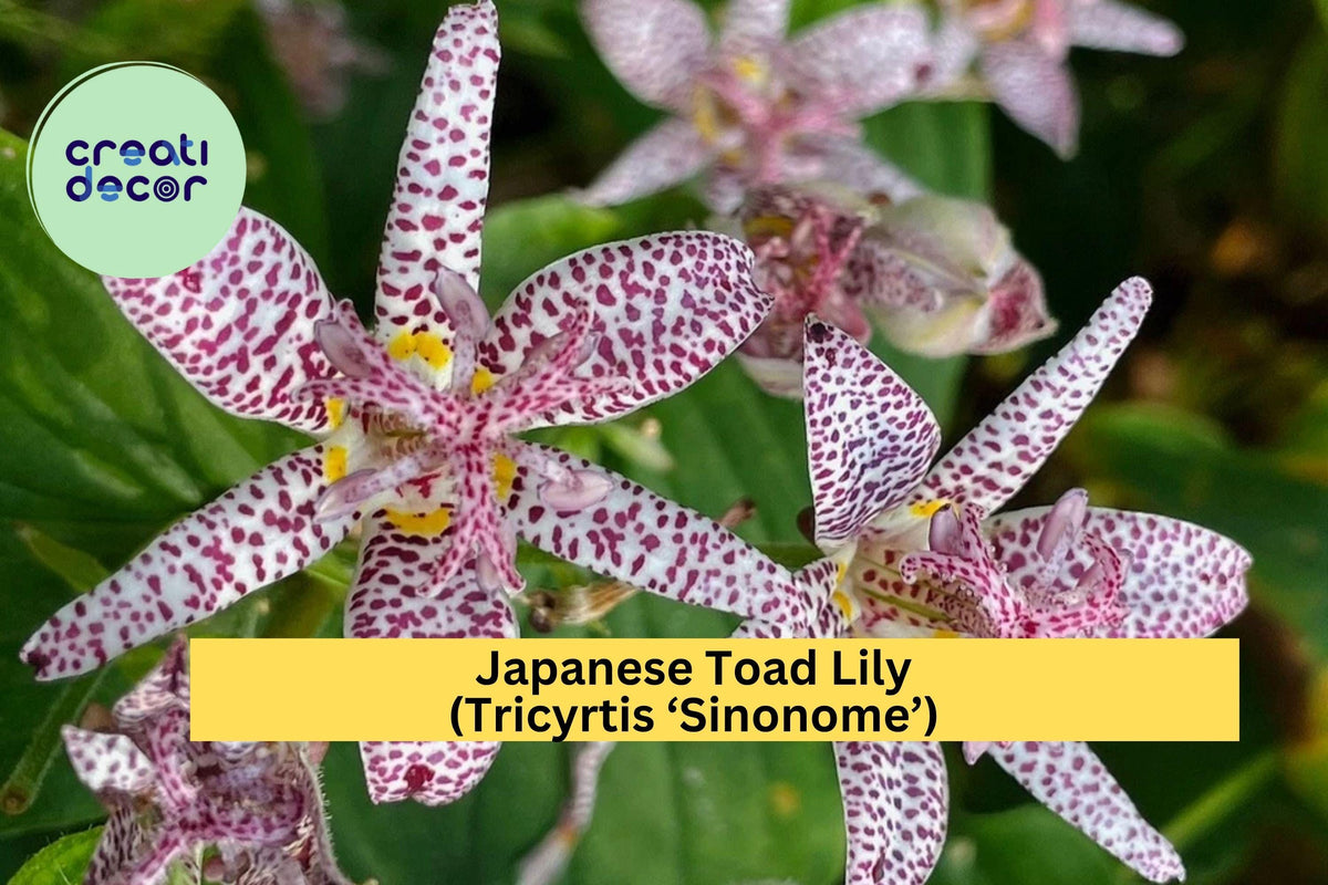 Live Tricyrtis Sinonome Japanese Toad Lily Perennial Plant with Orchid-Like Spotted Blooms, Shade Garden