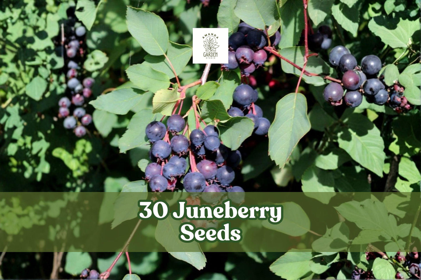 30 Juneberry Seeds Amelanchier lamarckii Edible Berry Shrub, Ornamental Fruit Plant for Gardens