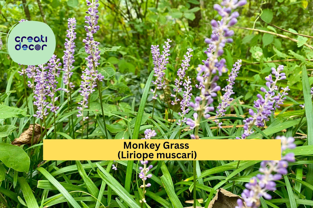 Monkey Grass Plants – 100 Bare Root Liriope muscari Evergreen Ground Cover for Landscaping and Garden Edging