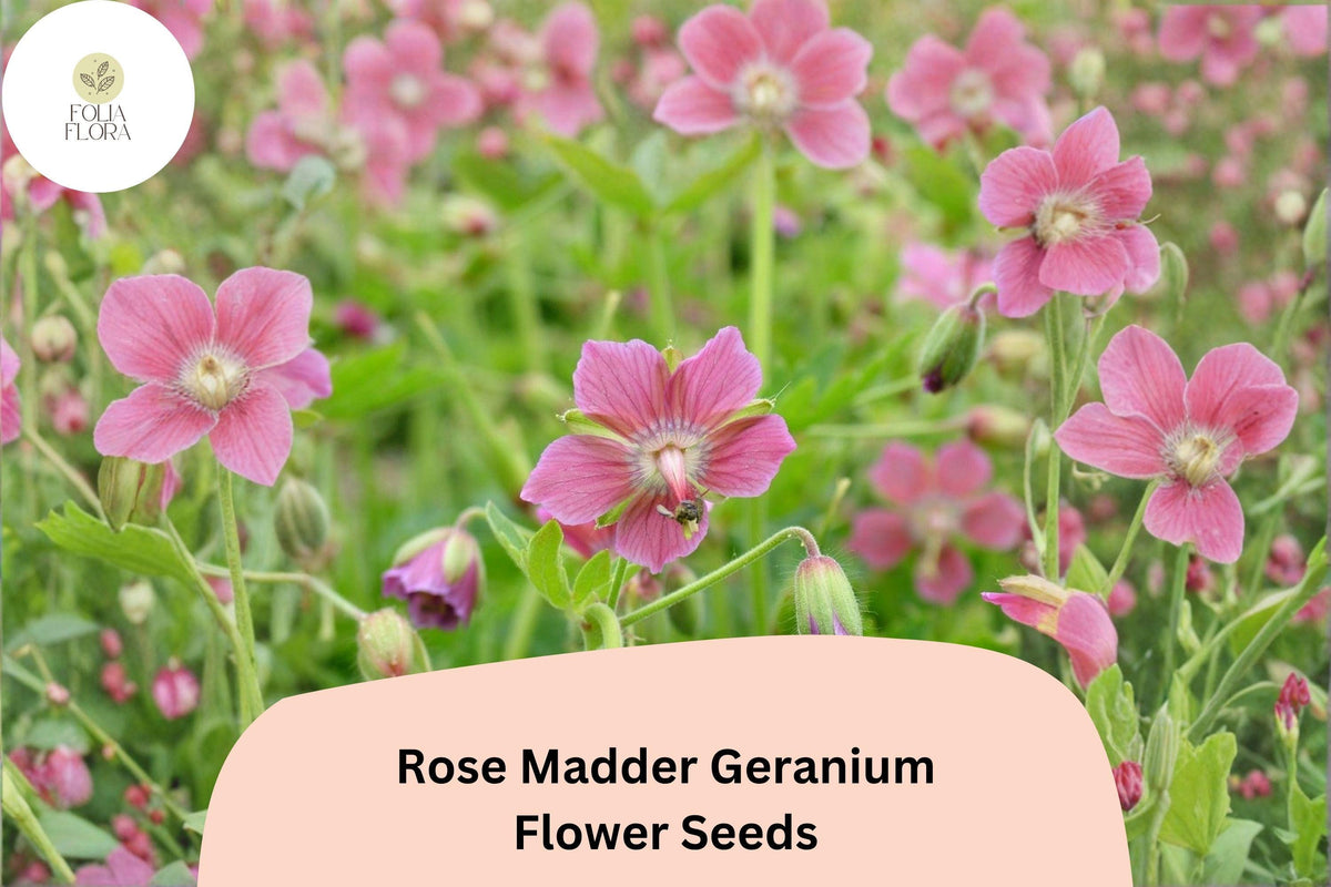 25+ Rose Madder Geranium Seeds | Pink Cranesbill Perennial | Geranium sanguineum ‘Rose Madder’ for Garden