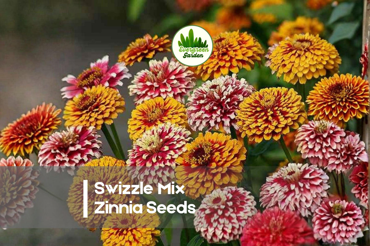 100+ Swizzle Mix Zinnia Seeds – Bi-Color Double Blooms, Compact Annual Flower, Zinnia elegans for Borders, Containers & Cutting Gardens