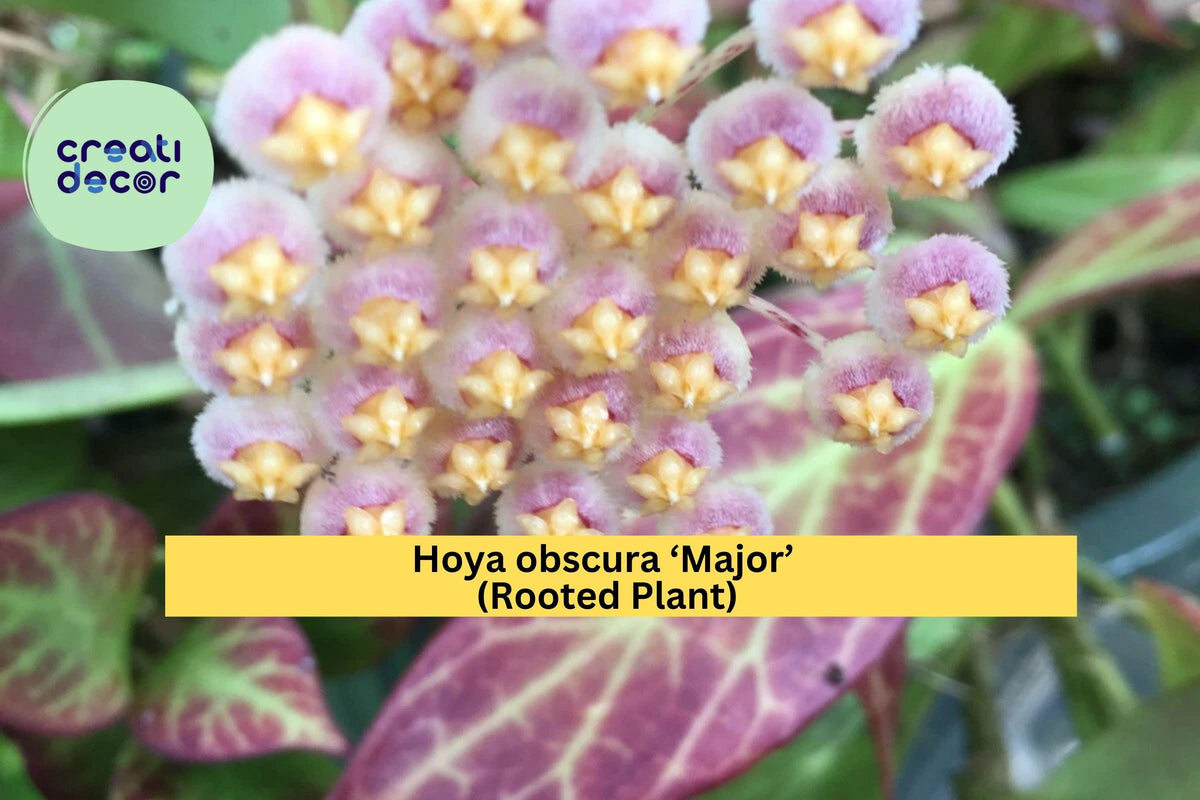 Hoya obscura ‘Major’ Rooted Plant – Tropical Wax Vine with Red-Toned Leaves in 2.5" Nursery Pot