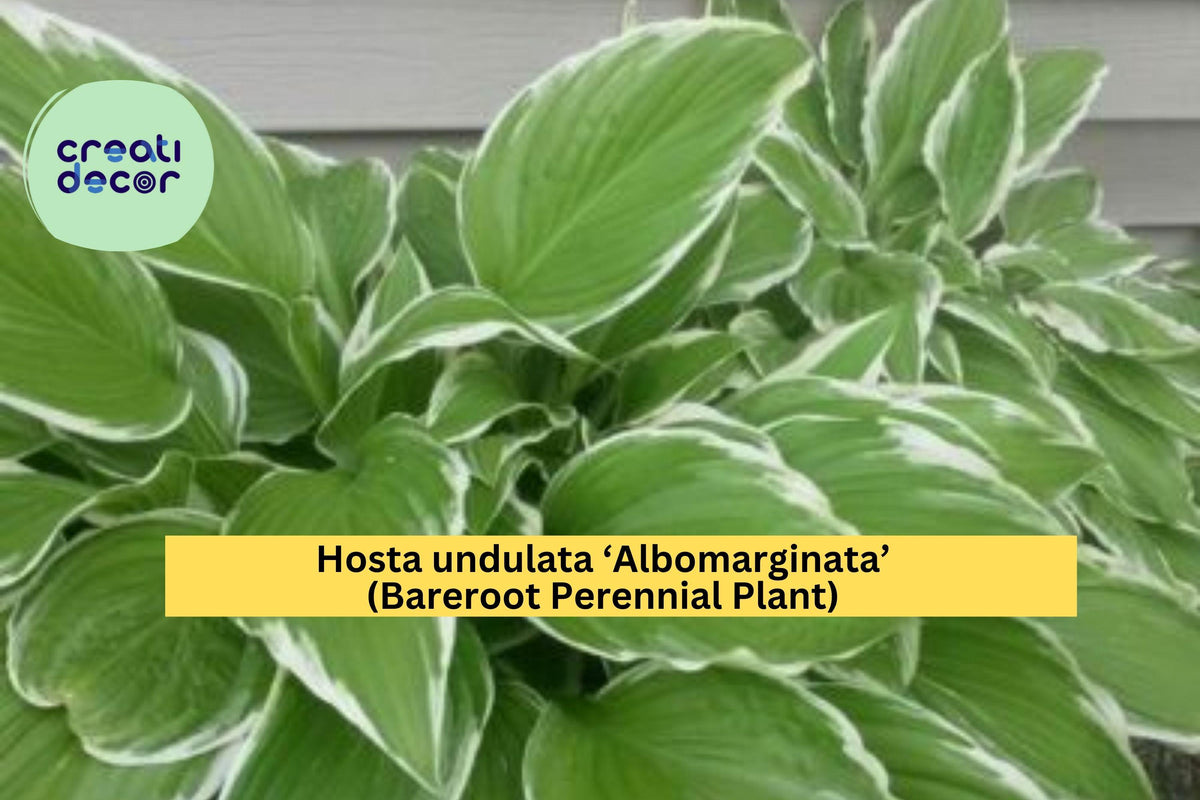 Hosta undulata ‘Albomarginata’ Bareroot Perennial with Variegated Green and White Leaves for Shade Gardens