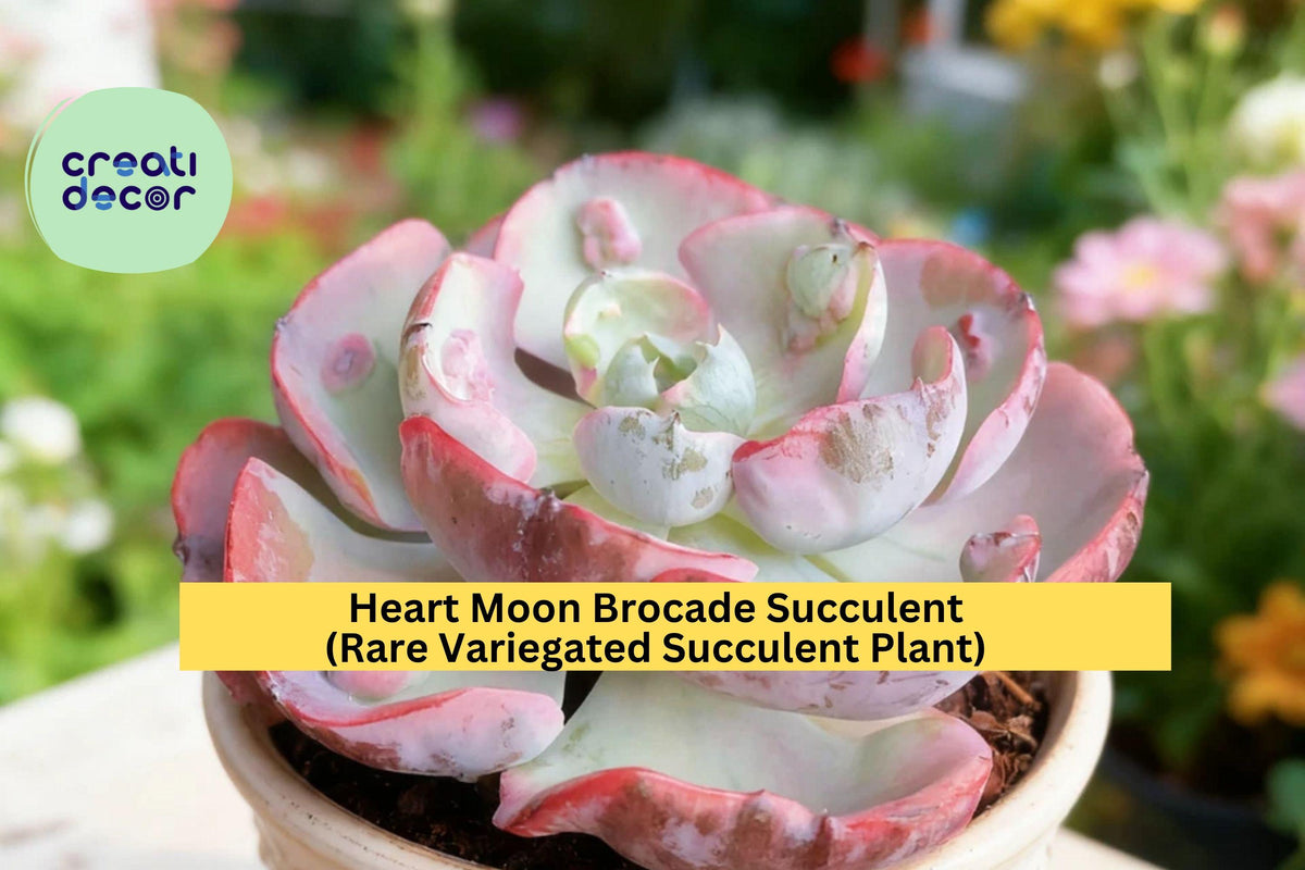 Heart Moon Brocade Succulent – Rare Variegated Echeveria Bare Root Plant for Indoor & Garden Display