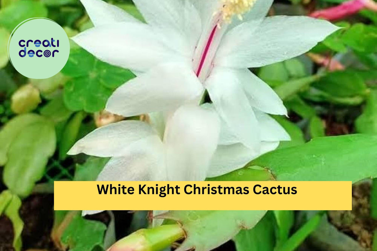 White Knight Christmas Cactus Starter Plant – Schlumbergera truncata, Live Holiday Cactus Cutting with White Blooms