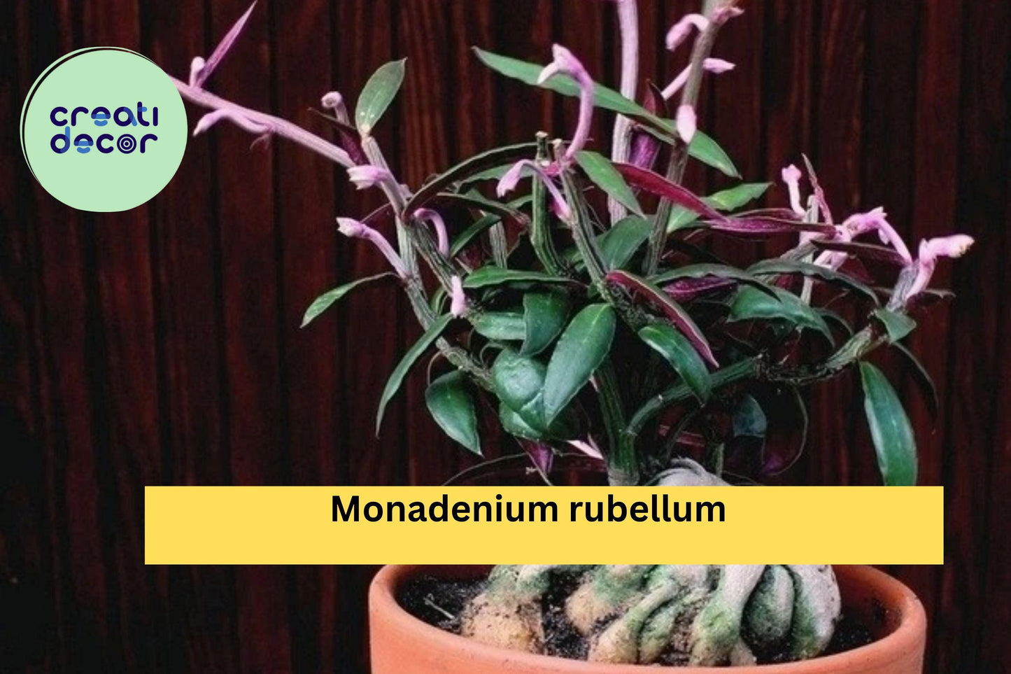 Monadenium Rubellum Rooted Cutting – Rare Caudex Euphorbia Succulent for Collectors, Bonsai Style, Drought Tolerant Plant