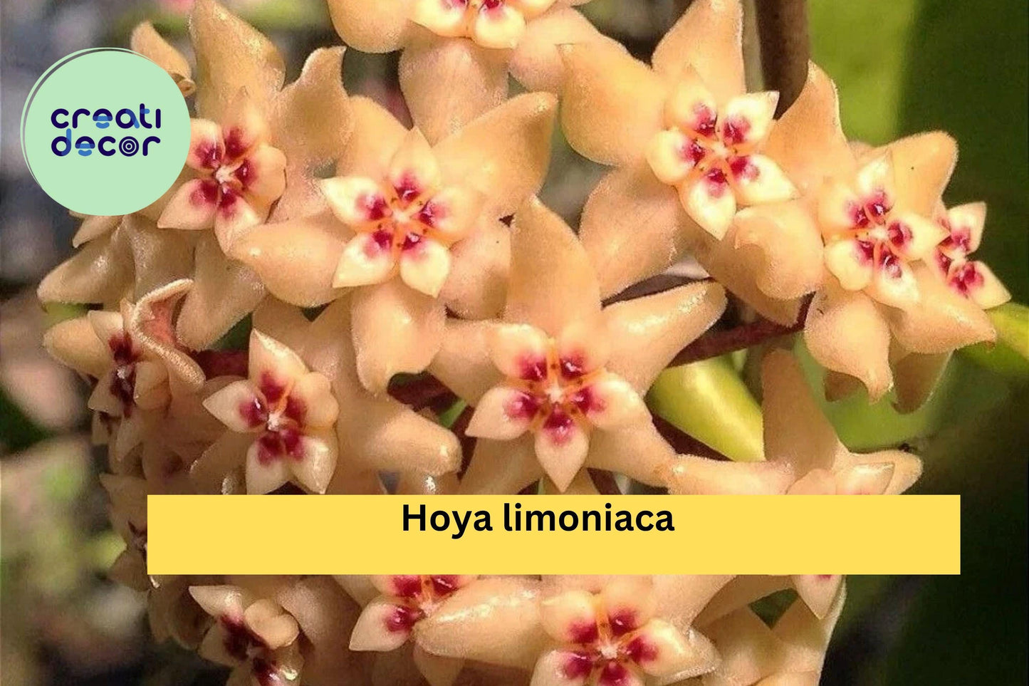 Hoya limoniaca Live Plant – Rare Rooted Cutting in 3.5” Pot, Tropical Houseplant, Vining, Green Foliage, Indoor Collectors