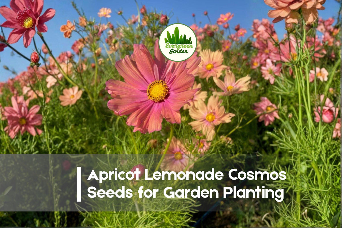 200+ Apricot Lemonade Cosmos Seeds - Pastel Apricot & Yellow Blooms, Easy to Grow, Attracts Pollinators, Cosmos bipinnatus