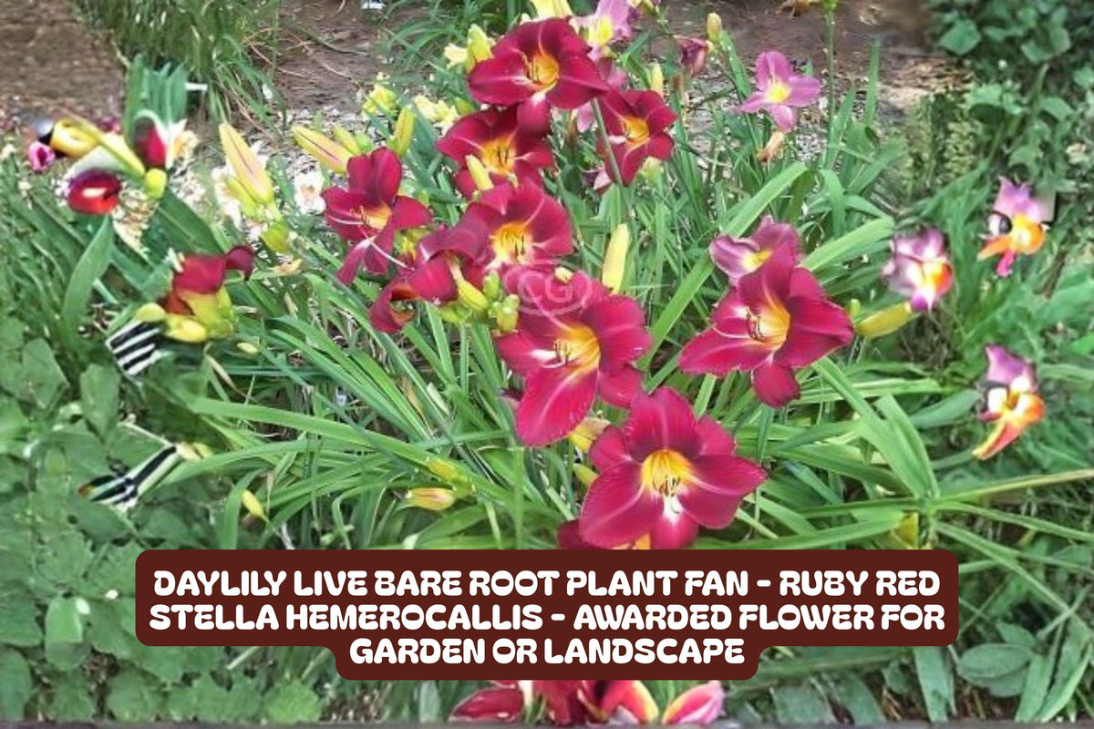 Ruby Red Stella Daylily Bare Root Plant – Vibrant Ruby Red Flowers, Perennial, Hemerocallis 'Stella de Oro'