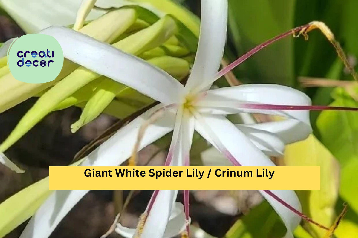Crinum asiaticum – 2 Live Giant White Spider Lily Plants, Variegated Revert Form, Tropical Bulb Perennial for Garden or Landscape