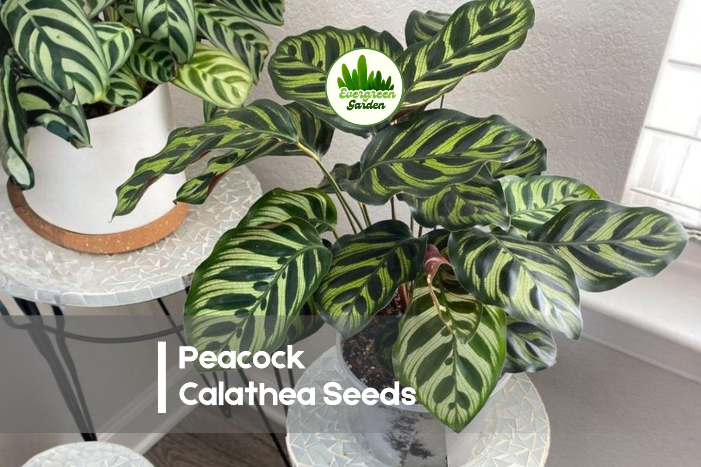 25+ Peacock Calathea Seeds – Tropical Foliage Plant with Feathered Green & Purple Leaves – Calathea makoyana for Indoor & Shade Gardens