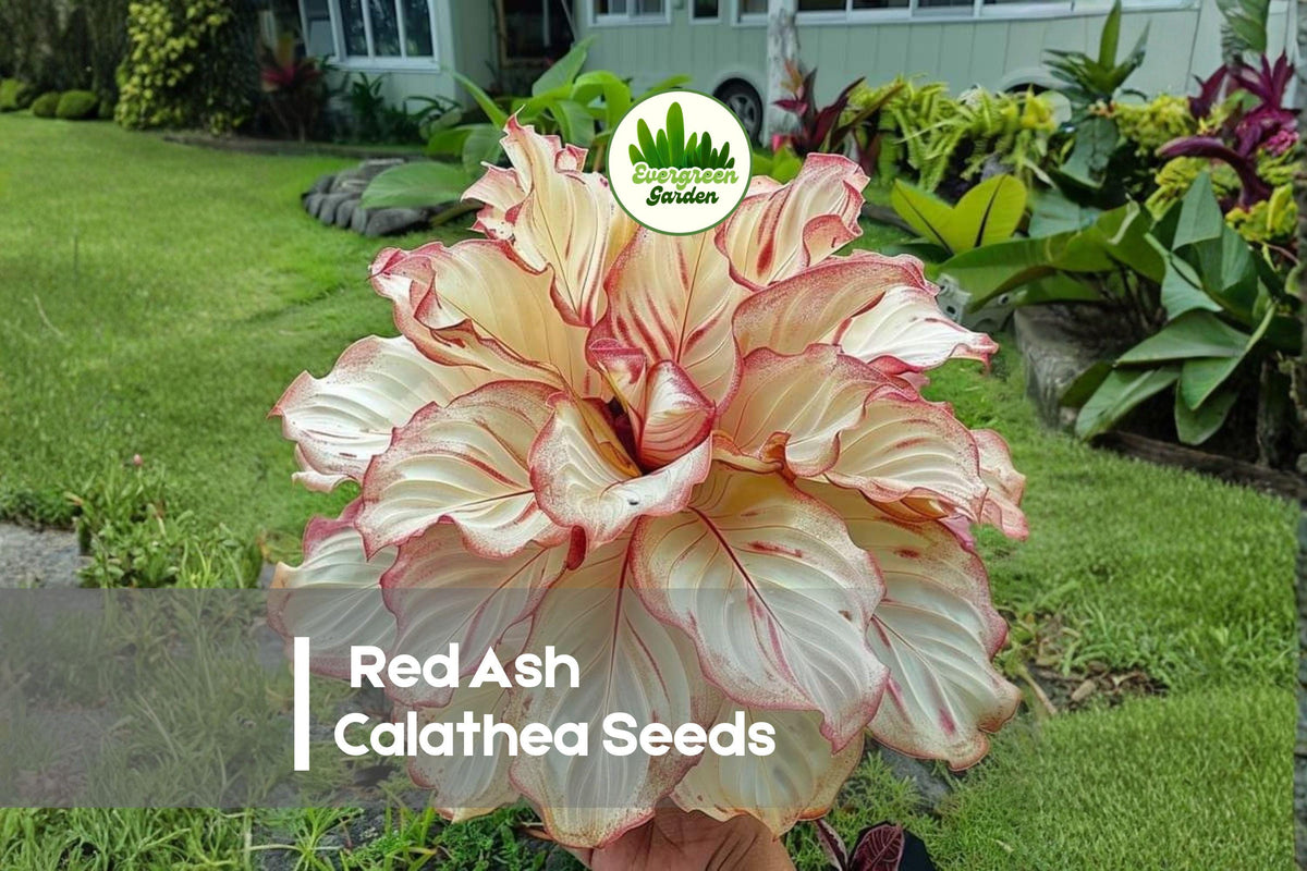 Red Ash Calathea Seeds – Tropical Foliage Plant, Deep Green & Red Tones, Calathea spp.