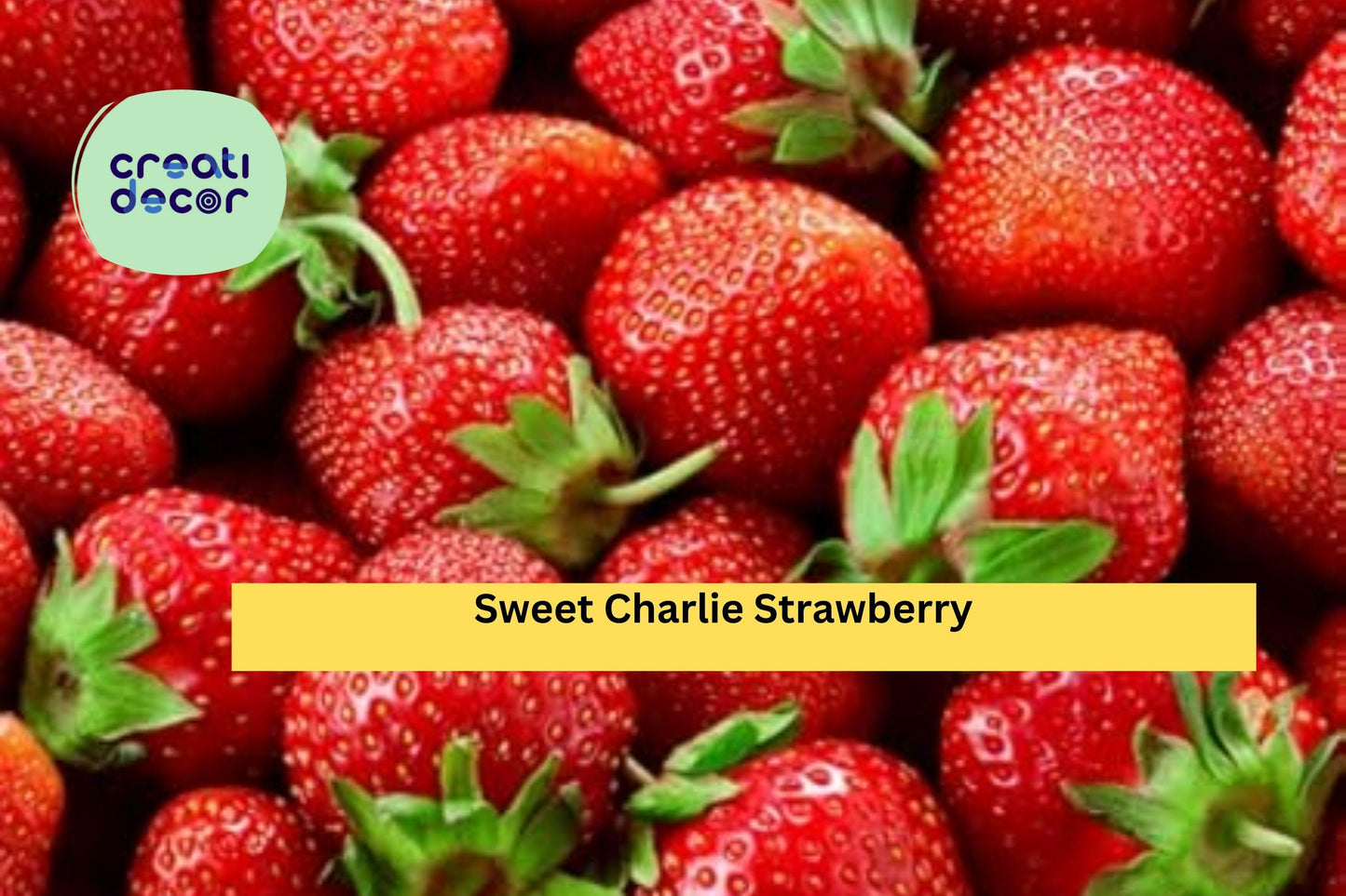 Sweet Charlie Strawberry Plants – 10 Bare Roots, Early Season Fragaria × ananassa, Red Fruit, Perennial Garden Berry