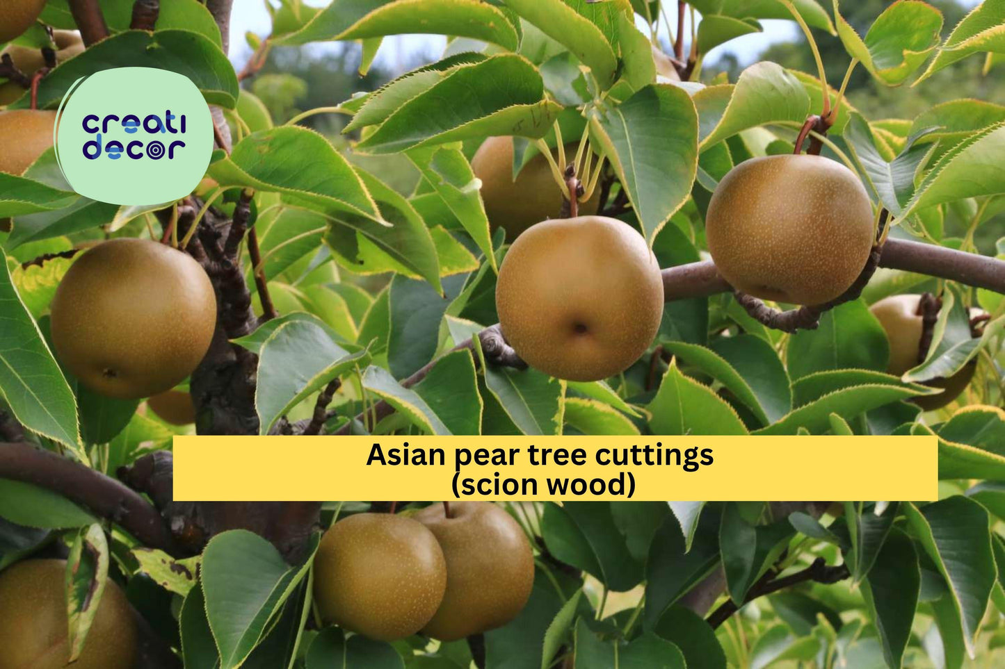 Asian Pear Tree Cuttings – 10 Fresh Pyrus pyrifolia Scion Wood for Grafting, Propagation, Fruit Tree Cultivation