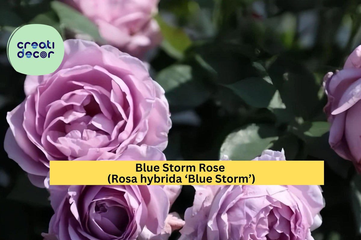 Live 2-Year-Old Blue Storm Rose Plant – Hybrid Tea Rose with Lavender-Blue Blooms, Strong Roots, Hardy in Zones 6–9