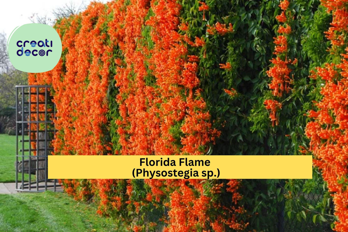 Florida Flame Physostegia Vine – Live Rooted Starter Plant, Pollinator Garden, Bright Summer Blooms, Physostegia sp.