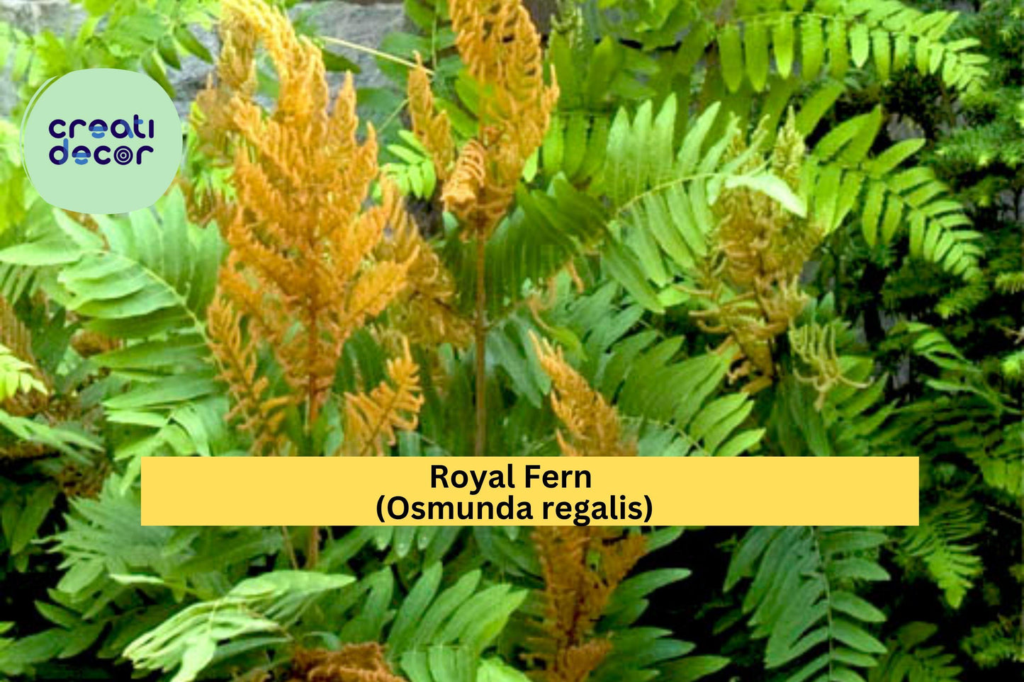 Royal Fern Rhizomes 6 Pack Osmunda regalis Hardy Perennial Shade Ferns Moist Soil Garden Plants
