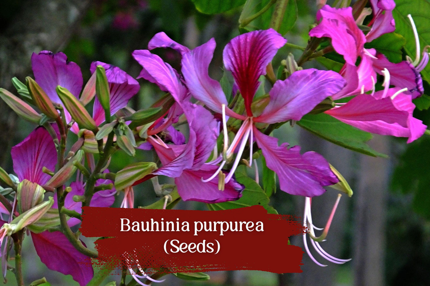 10 Seeds Bauhinia purpurea Butterfly Tree Purple Orchid Flowering Shade Tree Tropical Garden Planting