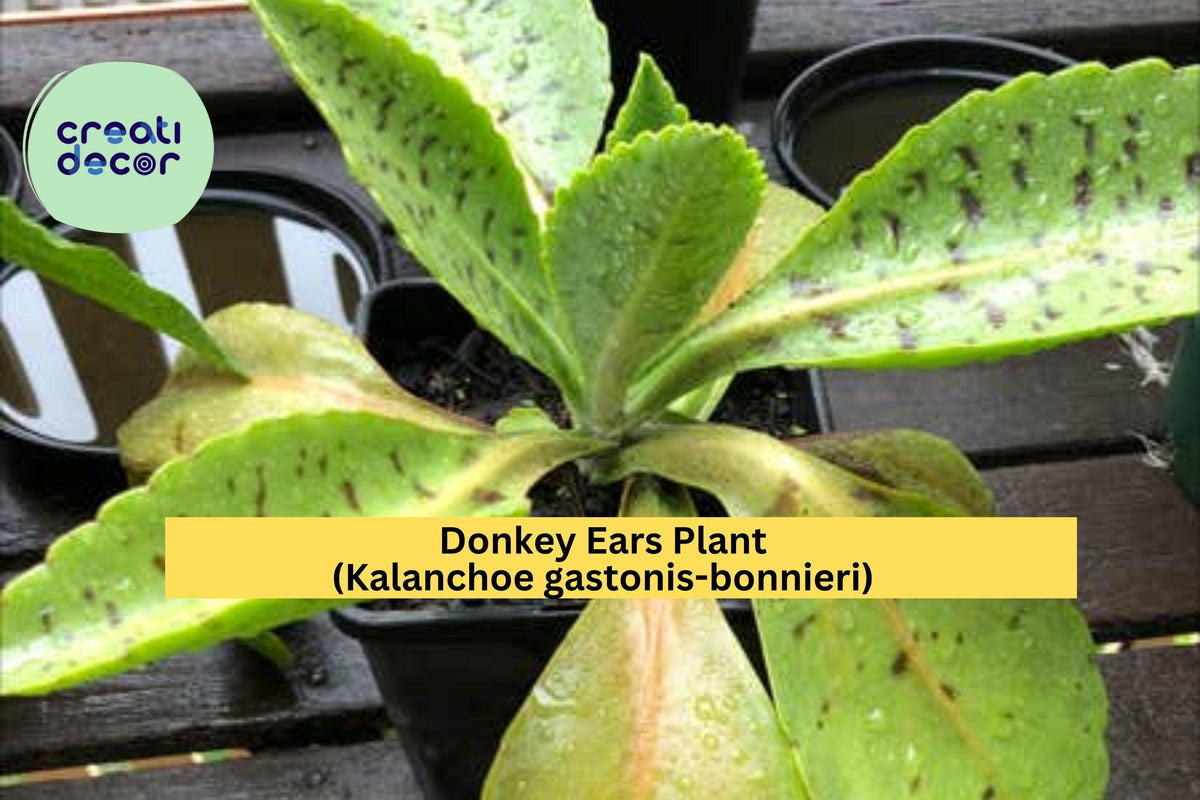 Donkey Ears Plant – Kalanchoe gastonis-bonnieri Succulent with Variegated Paddle-Shaped Leaves, Live Rooted Starter, Indoor or Patio